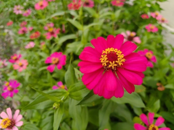 realme GT 7T Foto Kamera (4)
