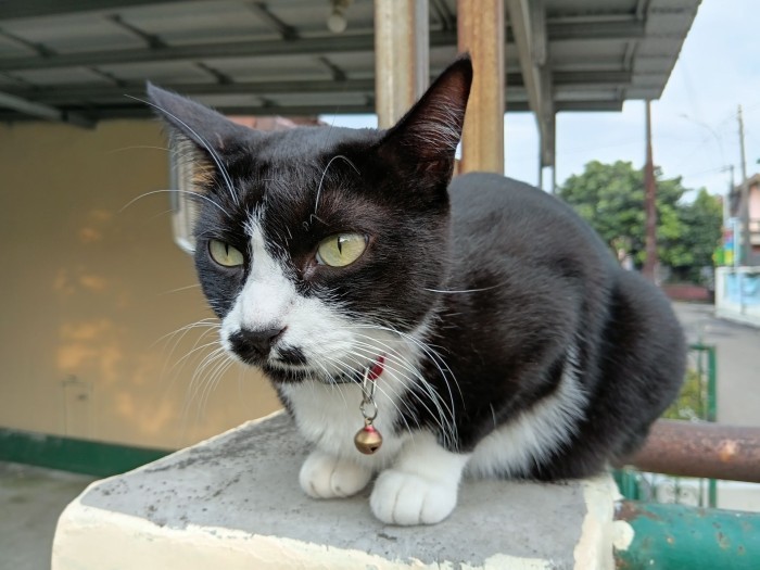 Review Samsung Galaxy A07 Hasil Kamera (4)