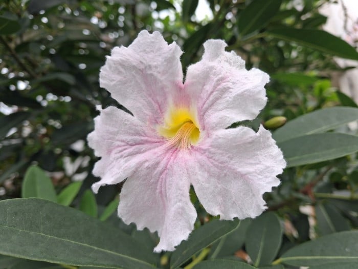 Samsung Galaxy A17 5G - Hasil Foto
