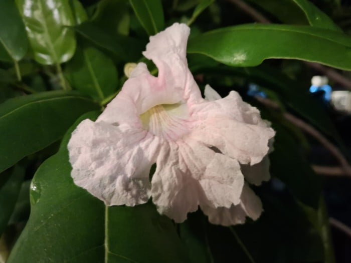 Samsung Galaxy A17 5G - Hasil Foto Night Mode