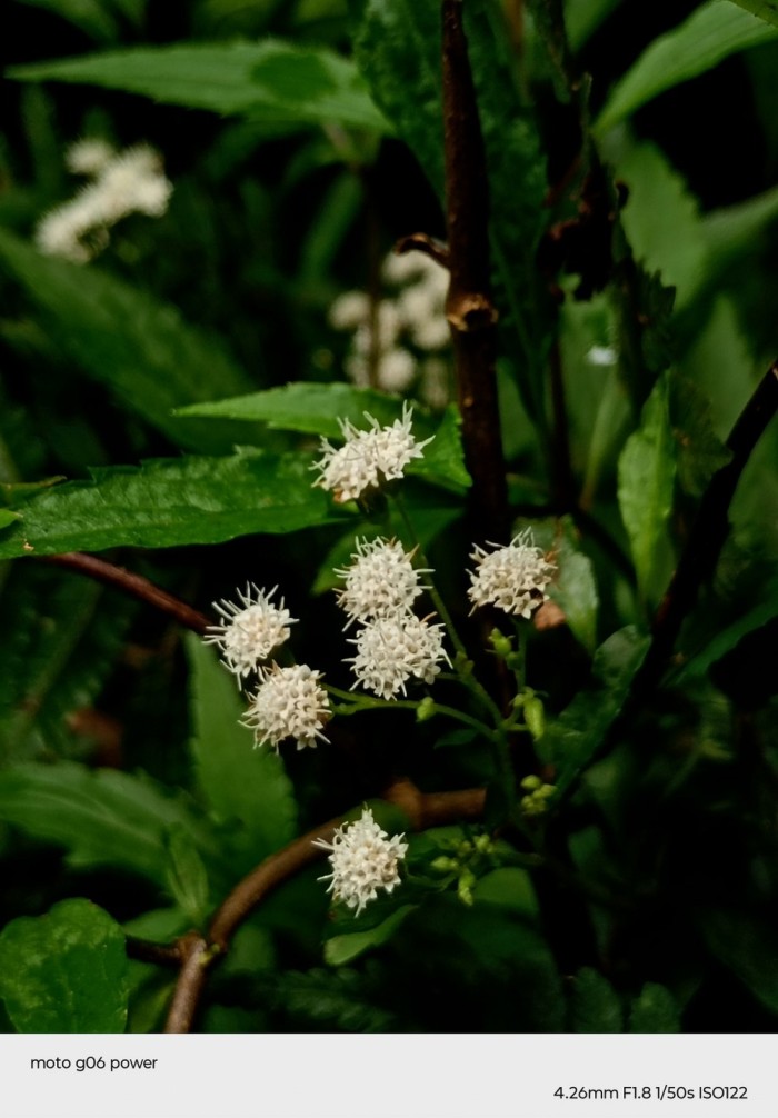 00-moto-g06-Power-Bunga-Makro