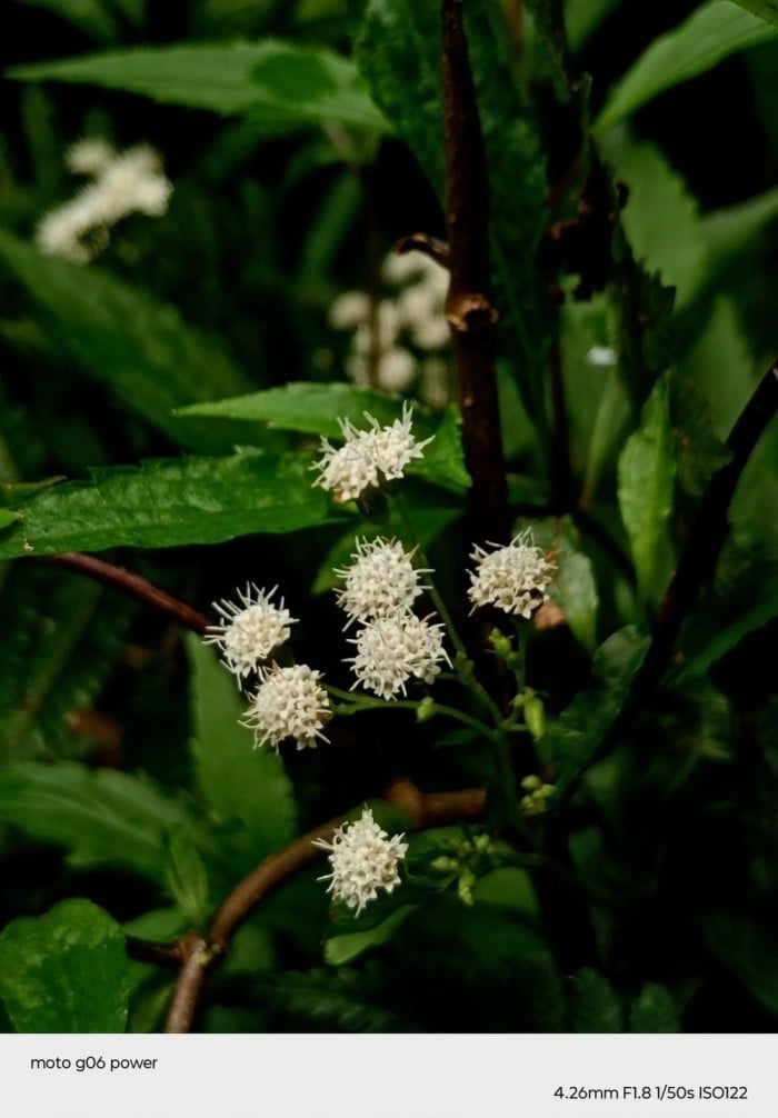 00-moto-g06-Power-Bunga-Makro