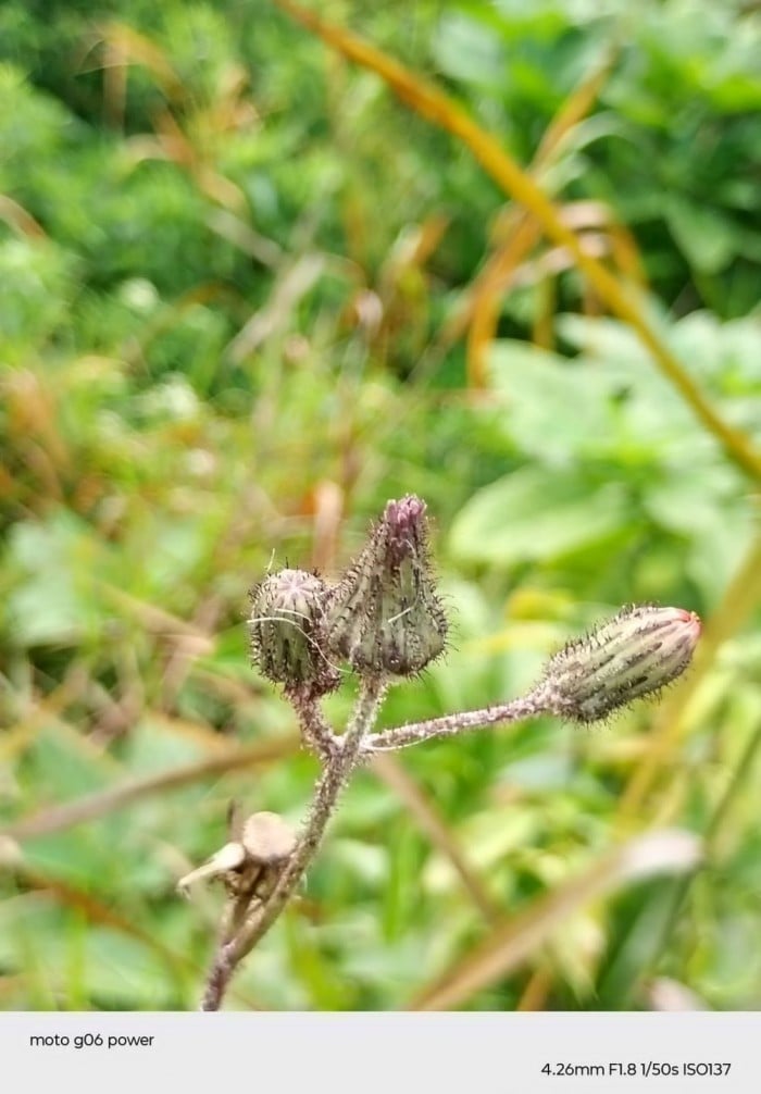 00-moto-g06-Power-Bunga2-Makro