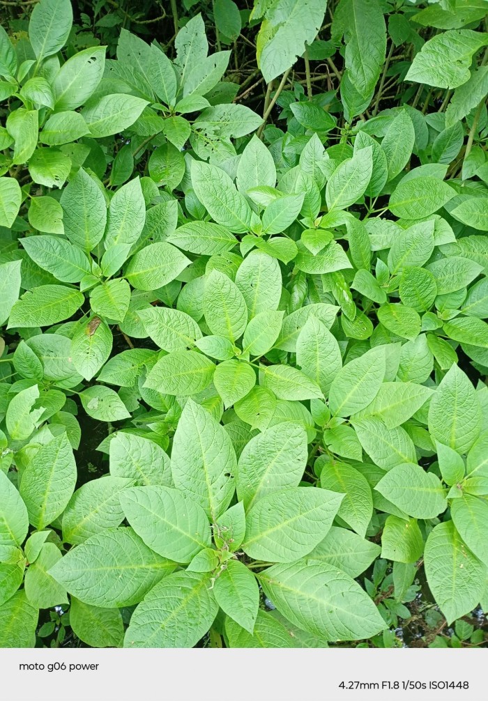 00-moto-g06-Power-Daun