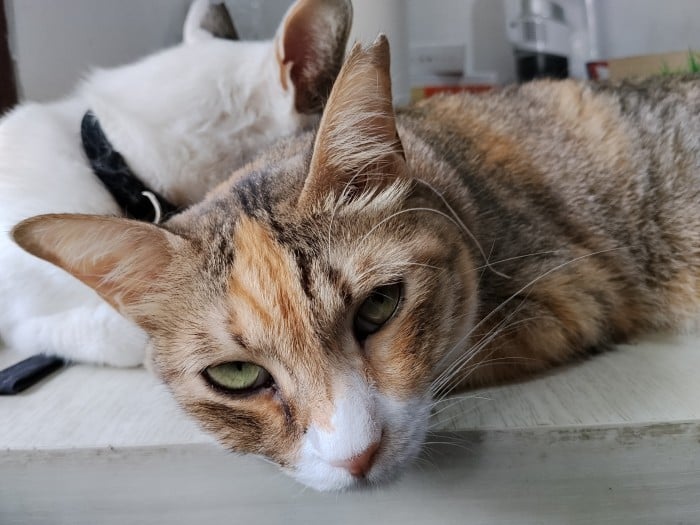 Hasil Foto Kamera REDMI 15 (6)