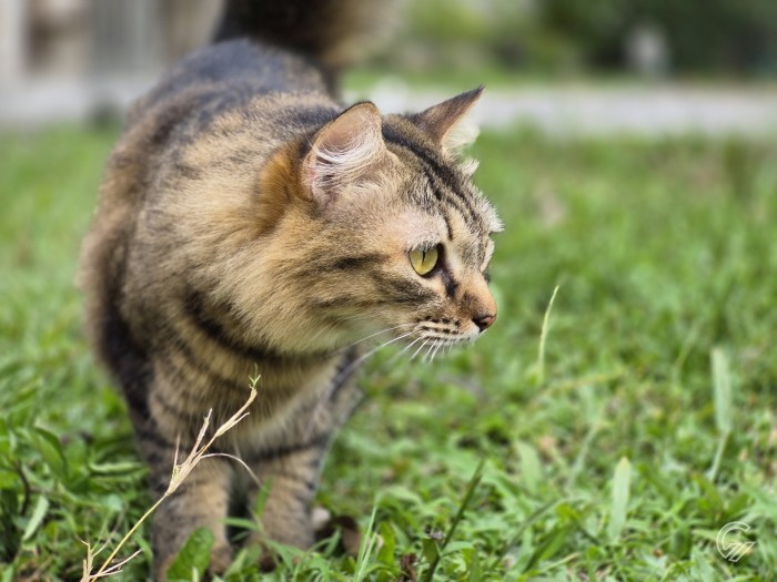 Samsung Galaxy S25 FE - Hasil Foto