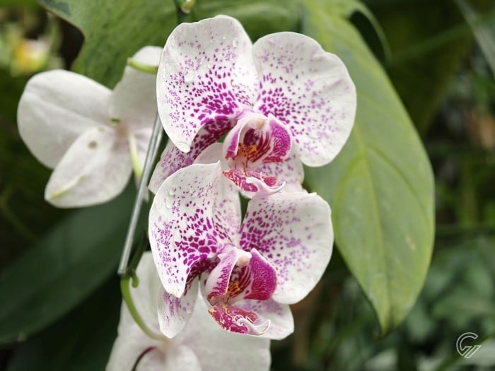 OPPO Find X9 Pro - Hasil Foto