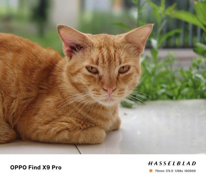 OPPO Find X9 Pro - Hasil Foto Portrait