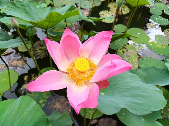 REDMAGIC 11 Pro - Hasil Foto