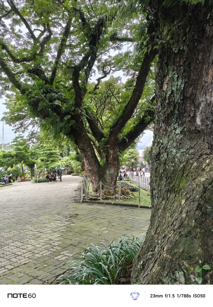 Infinix-NOTE-60-Pohon