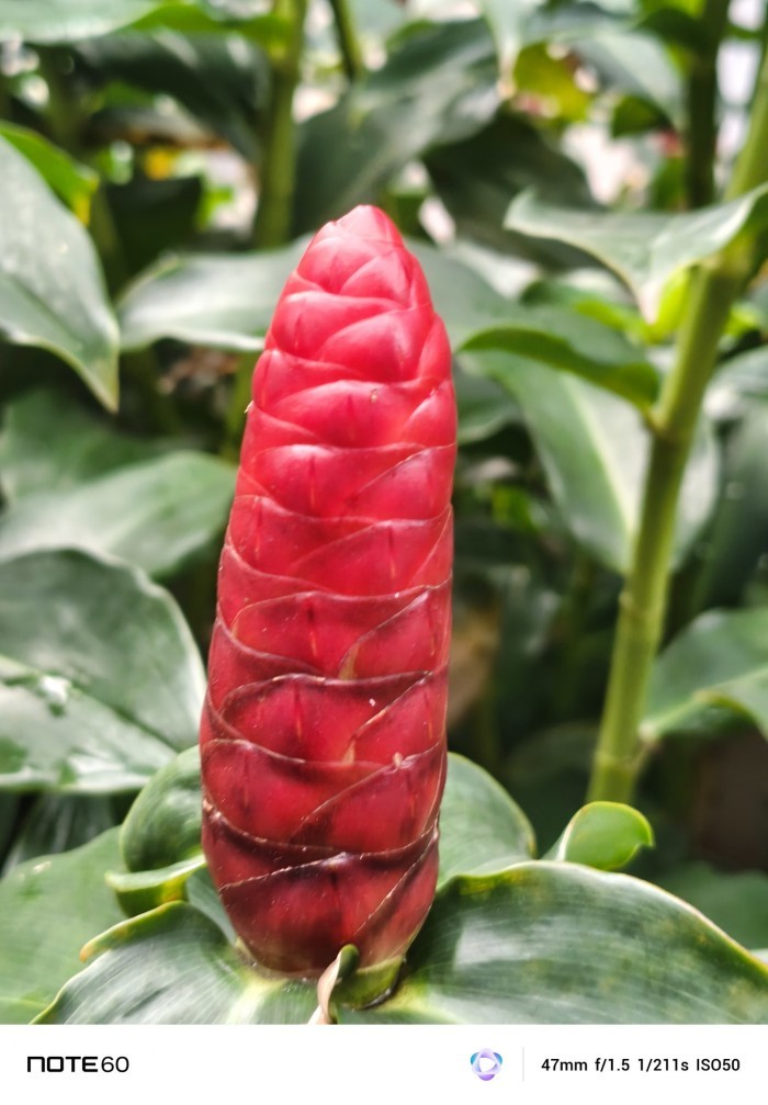 Infinix-NOTE-60-RedBunga