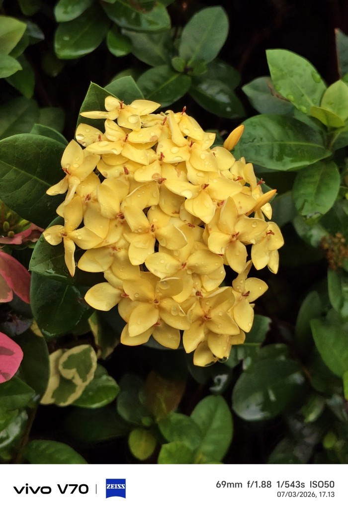 vivo-V70-Bunga-Closeup