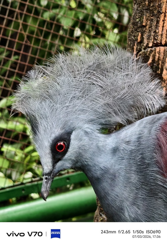 vivo-V70-BurungAbu2-10xZoom