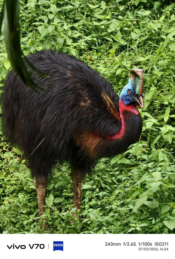 vivo-V70-BurungKasuari-10xZoom