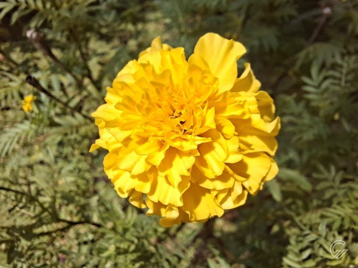 Samsung Galaxy A57 5G - Hasil Foto