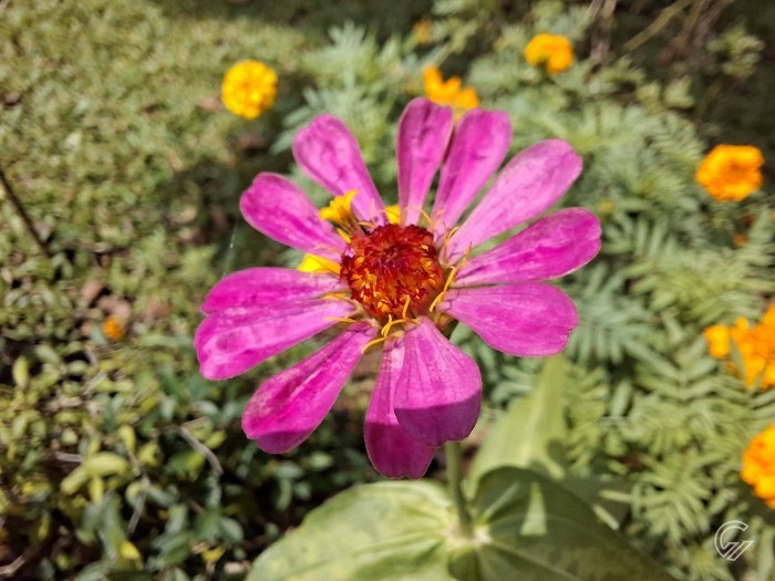 Samsung Galaxy A57 5G - Hasil Foto